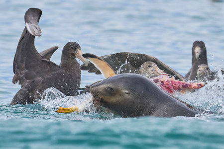 Southern Giant Petrels (Macronectes giganteus) trying to scavenge from a Southern Sea Lion (Otaria flavescens) with a recently caught penguin in the Falkland Islands.の写真素材