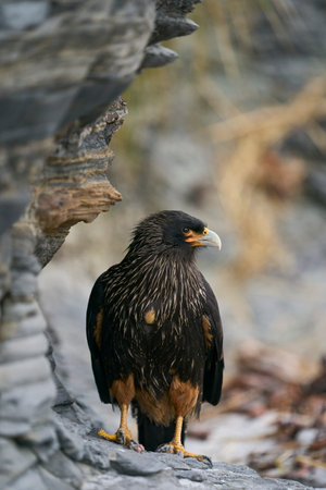 Striated Caracara (Phalcoboenus australis) on the coast of Sea Lion Island in the Falkland Islands.の写真素材