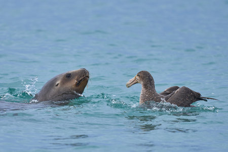 Southern Giant Petrels (Macronectes giganteus) trying to scavenge from a Southern Sea Lion (Otaria flavescens) with a recently caught penguin in the Falkland Islands.の写真素材