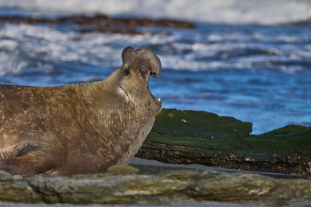 Battle scarred Male Southern Elephant Seal (Mirounga leonina) on the coast of Sea Lion Island in the Falkland Islands.の写真素材