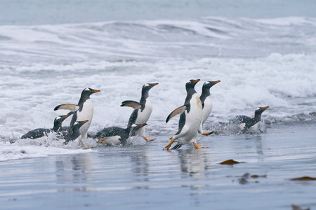 Gentoo Penguins (Pygoscelis papua) coming from and going to sea from a sandy beach on Sea Lion Island in the Falkland Islands.の写真素材