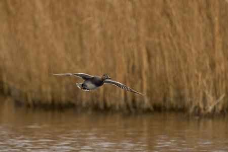 Gadwall (Anas strepera) coming in to land on a lagoon on the Somerset Levels in Somerset, United Kingdom.の写真素材