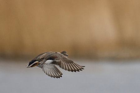 Gadwall (Anas strepera) coming in to land on a lagoon on the Somerset Levels in Somerset, United Kingdom.の写真素材