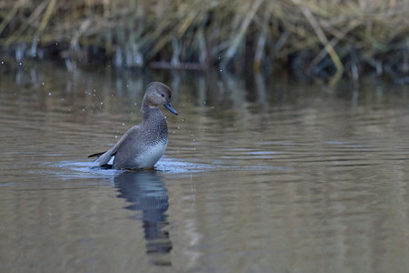 Male Gadwall (Anas strepera) displaying on a lagoon on the Somerset Levels in Somerset, United Kingdom.の写真素材