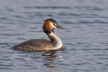 Great Crested Grebe (Podiceps cristatus) swimming on a lake in the Somerset Levels, Somerset, United Kingdom.の写真素材