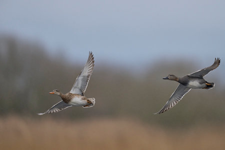 Group of Gadwall (Anas strepera) in flight over the Somerset Levels in Somerset, United Kingdom.の写真素材