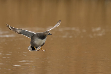Gadwall (Anas strepera) coming in to land on a lagoon on the Somerset Levels in Somerset, United Kingdom.の写真素材