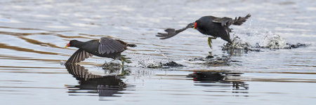 Moorhen (Gallinula chloropus) racing across the water on the Somerset Levels to escape a rival in Somerset, United Kingdom.の写真素材