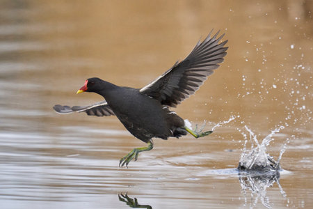 Moorhen (Gallinula chloropus) racing across the water on the Somerset Levels to escape a rival in Somerset, United Kingdom.の写真素材