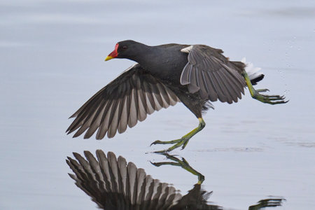Moorhen (Gallinula chloropus) racing across the water on the Somerset Levels to escape a rival in Somerset, United Kingdom.の写真素材