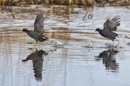 Moorhen (Gallinula chloropus) racing across the water on the Somerset Levels to escape a rival in Somerset, United Kingdom.の写真素材