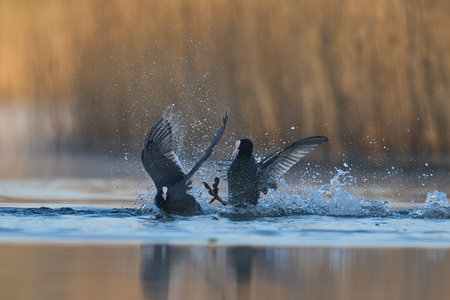 Eurasian coot (Fulica atra) fighting on a lake in Ham Wall nature reserve in Somerset, England, United Kingdom.の写真素材