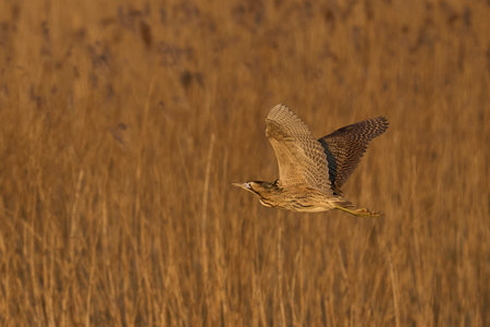 Bittern (Botaurus Stellaris) flying low over the reedbeds of the Somerset Levels in Somerset, United...