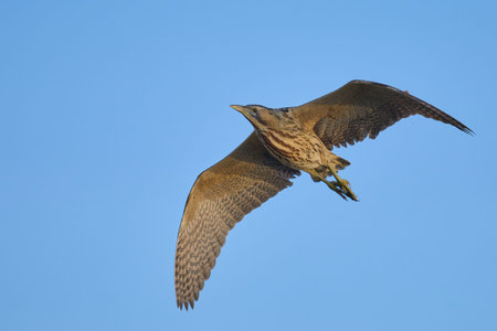 Bittern (Botaurus stellaris) in flight against a blue sky over the Somerset Levels in Somerset,...