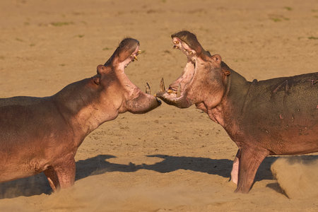 Male Hippopotamus (Hippopotamus amphibius) with mouths open face off to establish the hierarchy on the Luangwa River in South Luangwa National Park, Zambiaの写真素材