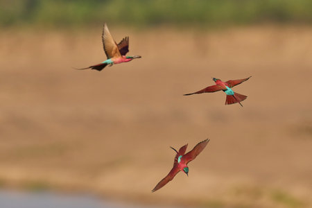 Southern Carmine Bee-eater (Merops nubicoides) in flight hunting insects over the Luangwa River in South Luangwa National Park, Zambiaの写真素材