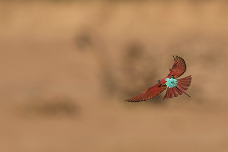 Southern Carmine Bee-eater (Merops nubicoides) in flight hunting insects over the Luangwa River in South Luangwa National Park, Zambiaの写真素材