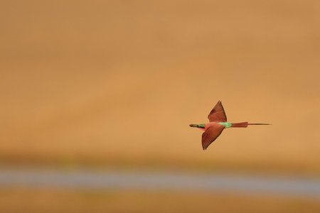 Southern Carmine Bee-eater (Merops nubicoides) in flight hunting insects over the Luangwa River in...