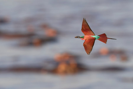 Southern Carmine Bee-eater (Merops nubicoides) in flight hunting insects over the Luangwa River in...