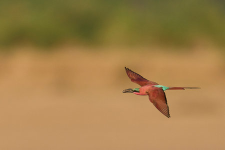Southern Carmine Bee-eater (Merops nubicoides) in flight hunting insects over the Luangwa River in South Luangwa National Park, Zambiaの写真素材