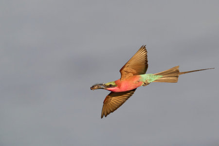 Southern Carmine Bee-eater (Merops nubicoides) in flight hunting insects over the Luangwa River in...