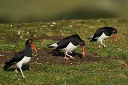 Magellanic Oystercatchers (Haematopus leucopodus) displaying on grassland on Carcass Island on the Falkland Islands.の写真素材