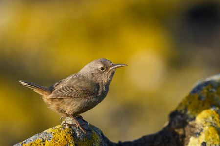 Cobb's Wren (Troglodytes cobbi) foraging for food on Carcass Island in the Falkland Islands.の写真素材