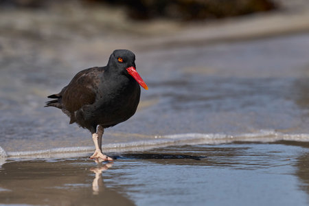 Blackish Oystercatcher (Haematopus ater) foraging for food on the rocky shore of Carcass Island in the Falkland Islands.の写真素材