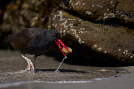 Blackish Oystercatcher (Haematopus ater) eating limpets on the rocky shore of Carcass Island in the Falkland Islands.の写真素材