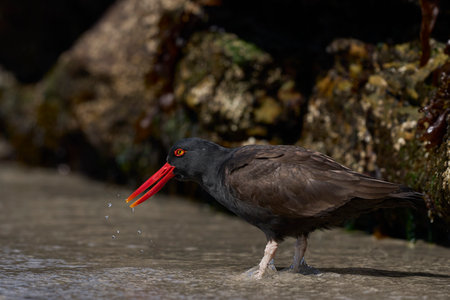 Blackish Oystercatcher (Haematopus ater) foraging for food on the rocky shore of Carcass Island in the Falkland Islands.の写真素材