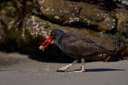 Blackish Oystercatcher (Haematopus ater) eating limpets on the rocky shore of Carcass Island in the Falkland Islands.の写真素材
