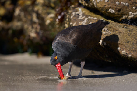 Blackish Oystercatcher (Haematopus ater) eating limpets on the rocky shore of Carcass Island in the Falkland Islands.の写真素材