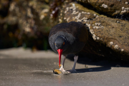 Blackish Oystercatcher (Haematopus ater) eating limpets on the rocky shore of Carcass Island in the Falkland Islands.の写真素材