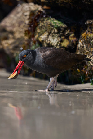 Blackish Oystercatcher (Haematopus ater) eating limpets on the rocky shore of Carcass Island in the Falkland Islands.の写真素材