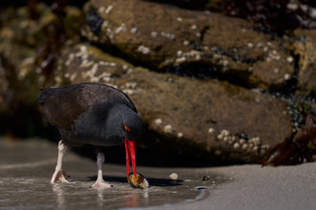 Blackish Oystercatcher (Haematopus ater) eating limpets on the rocky shore of Carcass Island in the Falkland Islands.の写真素材