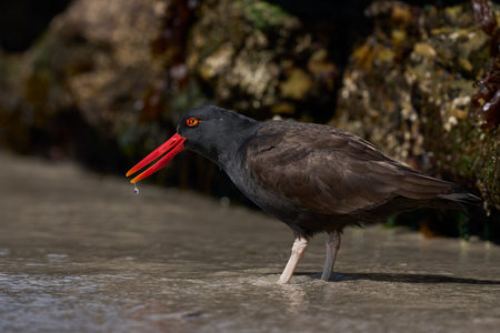Blackish Oystercatcher (Haematopus ater) foraging for food on the rocky shore of Carcass Island in...