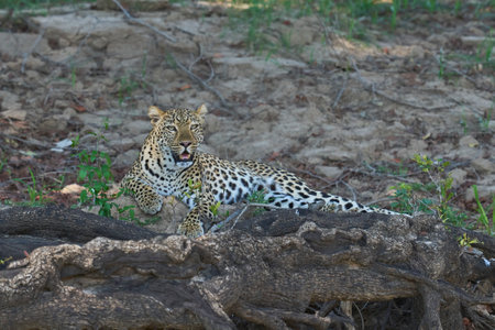 Leopard (Panthera pardus) resting on a fallen tree in South Luangwa National Park, Zambiaの写真素材