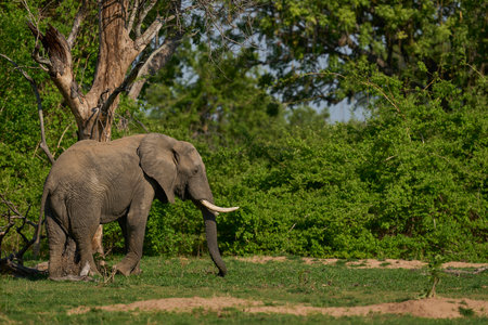 Bull African Elephant (Loxodonta africana) feeding in South Luangwa National Park, Zambiaの写真素材