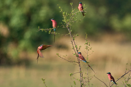 Group of Southern Carmine Bee-eater (Merops nubicoides) perched in a shrub in South Luangwa National...