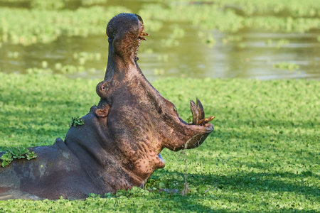 Hippopotamus (Hippopotamus amphibius) with mouth wide open in a vegetation covered lagoon in South Luangwa National Park, Zambiaの写真素材