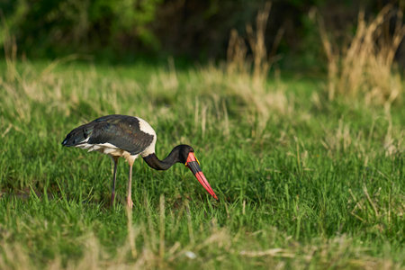 Saddlebilled Stork (Ephippiorhynchus senegalensis) feeding on fish in a shallow lagoon at the start of the rainy season in South Luangwa National Park, Zambiaの写真素材