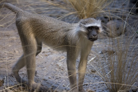 a monkey in his natural habitatの写真素材
