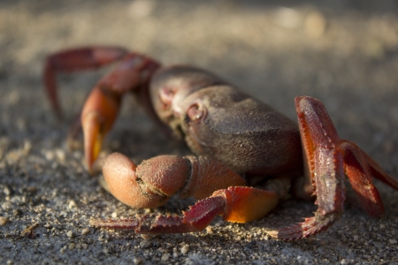 a red crab on the beachの写真素材
