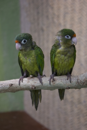 young green parrots on a branch in the wild.の写真素材