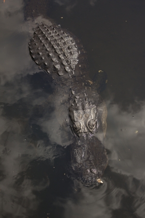 A wild alligator in the Everglades National Parkの写真素材