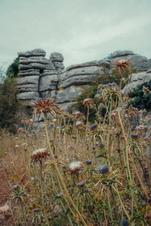 Brown flowers in El Torcal MÃ¡laga