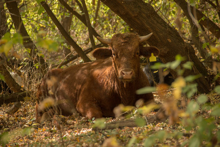 Bull lying in the shade of treesの写真素材