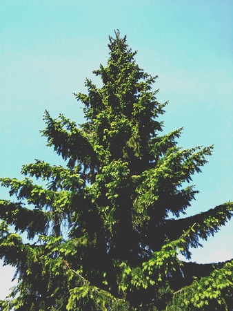 Tree with a blue sky の素材