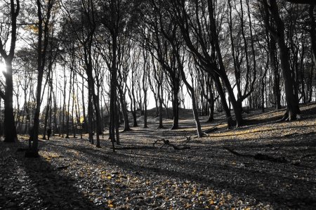 Spooky black and white forestの写真素材
