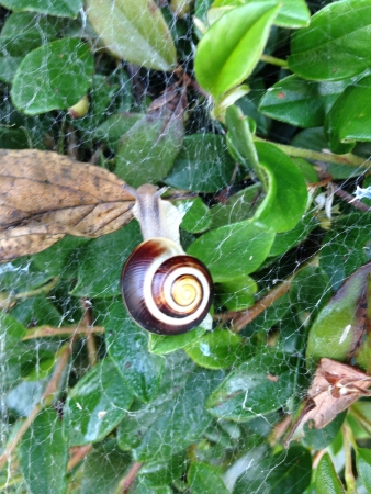 House snail on a spinning web at morning dawnの素材
